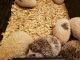 Hedgehog babies for sale New York area