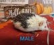 Hedgehogs For Sale in Maryland