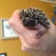 Baby Hedgehogs now taking deposits!