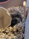 Hedgehog Rodents for sale in Saluda, NC 28773, USA. price: NA