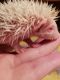 Hedgehog Rodents for sale in Ripley, TN 38063, USA. price: NA