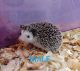 Hedgehogs For Sale Maryland