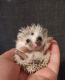 Pedigreed Baby Hedgehogs with Health Guarantees