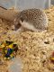 Hedgehog Animals for sale in Lincolnwood, IL 60712, USA. price: $100