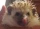 Hedgehog Animals for sale in Lincolnwood, IL 60712, USA. price: $100