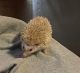 Hedgehog Rodents for sale in Owatonna, MN, USA. price: NA