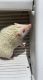 Hedgehog Rodents for sale in 221 Eagleswood Ave, Lanoka Harbor, NJ 08734, USA. price: NA