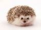 Hedgehog Rodents for sale in 4280 Great Falls Loop, Middleburg, FL 32068, USA. price: NA