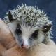 Hedgehog Animals for sale in Abilene, KS 67410, USA. price: NA