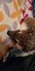 Hedgehog Animals for sale in Odessa, TX 79764, USA. price: $200