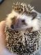 Hedgehog Animals for sale in El Paso, TX, USA. price: $225