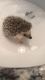 Hedgehog Animals for sale in Plymouth, MI 48170, USA. price: NA