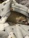 Hedgehog Rodents for sale in Cape Girardeau, MO 63701, USA. price: NA
