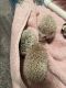 Hedgehog Rodents for sale in Powderly, TX 75473, USA. price: NA