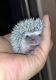 Hedgehog Animals for sale in Uptown, Houston, TX, USA. price: $250