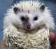 Hedgehog Animals for sale in Abilene, KS 67410, USA. price: NA