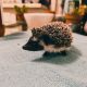 Hedgehog Animals for sale in Cathedral City, CA, USA. price: $230
