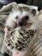 Hedgehog Rodents for sale in Murray Dr, Chesapeake, VA 23322, USA. price: $350
