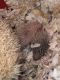 Hedgehog Animals for sale in Lynchburg, VA, USA. price: $300