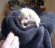Hedgehog Animals for sale in Howell, MI 48843, USA. price: $250