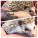 Hedgehog Animals for sale in Fremont, IN 46737, USA. price: $150