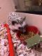 Hedgehog Animals for sale in Halethorpe, MD 21227, USA. price: $10,000