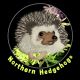 Hedgehog Animals for sale in Waterloo, Ontario. price: NA