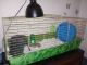 Hedgehog Rodents for sale in Little Falls, Minnesota. price: $180
