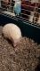 Hedgehog Rodents for sale in Albuquerque, NM, USA. price: NA