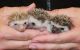 Quality baby hedgehogs