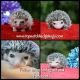 Adorable Baby Hedgehogs Usda Licensed*