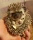 Baby Hedgehogs Wisconsin