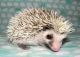 Hedgehog Animals for sale in Asheville, NC, USA. price: NA