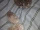 Hedgehog Animals for sale in Buford, GA, USA. price: NA