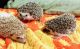 Hedgehog Animals for sale in Barrie, ON, Canada. price: $175