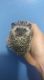 Hedgehog Animals for sale in Lawrence, NY 11559, USA. price: NA