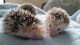 Hedgehog Rodents for sale in Albuquerque, NM 87123, USA. price: NA