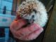 Hedgehog Animals for sale in Clark, MO 65243, USA. price: NA