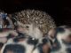 1 yr old male hedgehog