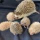 Hedgehog Animals for sale in St. Louis, MO, USA. price: NA