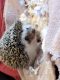 Hedgehog Rodents for sale in 124 TN-394, Blountville, TN 37617, USA. price: NA