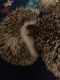 Hedgehog Animals for sale in Amherst, OH, USA. price: NA
