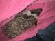 6 month old female hedgehog