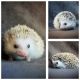 Hedgehog Rodents for sale in Dallas, TX, USA. price: NA