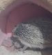 Baby Hedgehogs 6 weeks old (May 16th)
