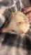 Hedgehog Animals for sale in Festus, MO, USA. price: NA