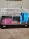 Hedgehog Rodents for sale in Woodbridge Township, NJ, USA. price: NA