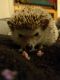 Hedgehog Rodents for sale in Kansas City, MO, USA. price: NA