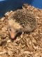 Hedgehog Animals for sale in Lapeer, MI 48446, USA. price: NA