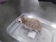 Hedgehog Rodents for sale in Braham, MN 55006, USA. price: NA